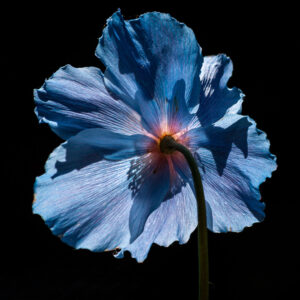 Von der anderen Seite betrachtet: Blau