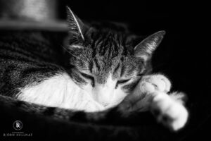 Das ist doch zum Verkriechen!