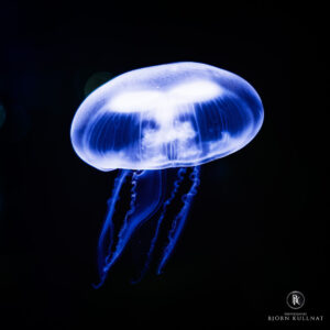 Was schwimmt denn da?