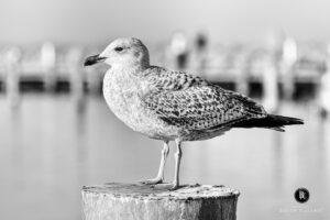 Ein Vogel der nicht fliegt...