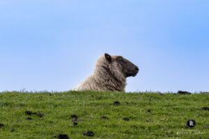 Nur mal kurz einen Blick über den Deich...