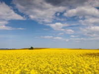Der Mai ist gekommen (in Cinemascope)