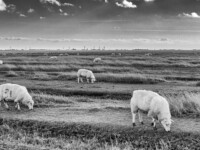 Nochmal Schafe zählen