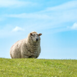 Steht ein Schaf auf dem Deich...