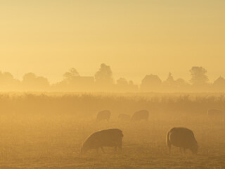 Schafe im Morgennebel